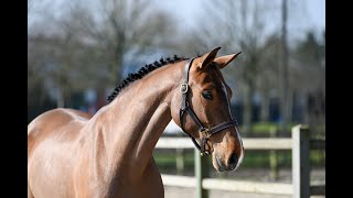 Primadonna PS Z Pegase van’t Ruytershof x Cavalo Z  Mare 2019 JUMPING [upl. by Gifford]