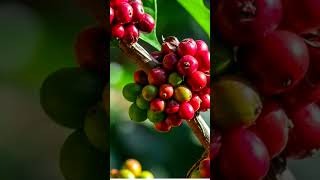 Coffee plant please subscribe YouTube channel [upl. by Leta834]