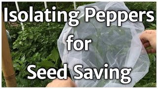 How to isolate peppers for seed saving [upl. by Inessa]