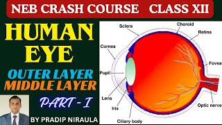 HUMAN EYE STRUCTURE amp WORKING PARTI II CLASS 12 II ZOOLOGY II NEB II CEE II PRADIP NIRAULA [upl. by Lupiv]