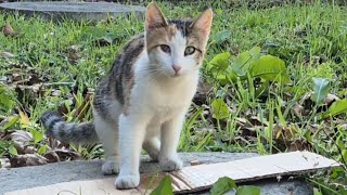 The poor stray cat was so timid that she ate the food I gave her with fear [upl. by Kylie]