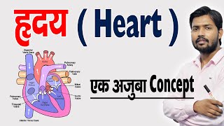 ह्रदय कैसे काम करता है  ह्रदय की संरचना एवं कार्य  Human Heart amp Its Function in Hindi [upl. by Adekam]