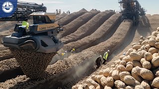 Harvesting MILLIONS Of Tons Of PEANUTS To Make Delicious Peanut Butter [upl. by Leehar]