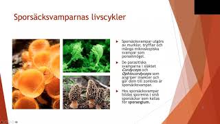 Livscykler hos svampar  Biologi 2 100 p [upl. by Isman]