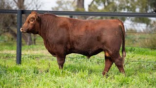 Lot 23  Turanville Shorthorns 2024 Bull Sale [upl. by Avivah]