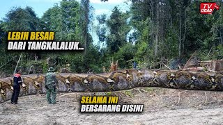 Terbukti  Baru Saja Ditemukan Ular Terbesar di Dunia Panjang 33 Dipedalaman hutan Asia [upl. by Musette]