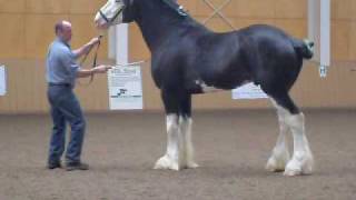 Black Clydesdale Prancing [upl. by Anoerb]