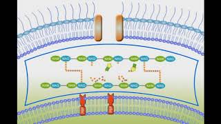 Penicillin Mechanism of Action animation video [upl. by Dyoll]