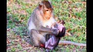 Why Mom Weaning Baby Very Young Baby Monkey Cries Loudly  Baby Monkey Angry With Mom Daily Post [upl. by Idnis291]