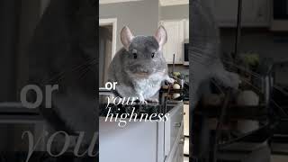 His name is Linus 🤝 chinchilla cute pets shorts [upl. by Thadeus]