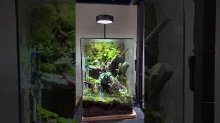 Decor Terrarium 12 terrariumart trending aquarium terrarium aquascape terrariumlove plants [upl. by Abernon]