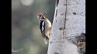 Rednaped Sapsucker 紅頸吸汁啄木 [upl. by Miguelita]