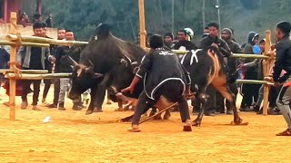 Thoh Laitkyrhong vs Bin Laden Spartan Bull Bahdeng 🐂 Rematch mynta ka sngi ha pomkañiew [upl. by Accemahs726]