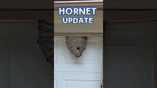 Heres What Happened hornets hornetnest fixandflip [upl. by Aeret]