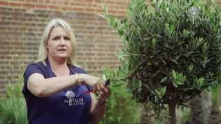 How to Prune an Olive Tree [upl. by Nelhsa352]