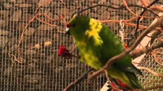 Kakariki eating red Berries and more  Laufsittiche veranstalten eine Futtersauerei [upl. by Aisatsan]