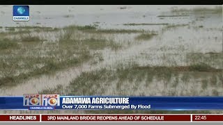 Over 7000 Farms In Adamawa Submerged By Flood [upl. by Daniele]