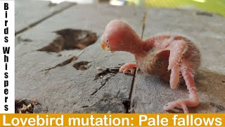 Hatching adorable lovebird mutations 🐣  Birds Whispers [upl. by Plato]