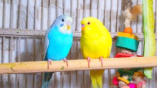 Cute Pet Budgies Chirping 35 Hr Nature Parakeets Bird Sound to Reduce Stress [upl. by Romelle]