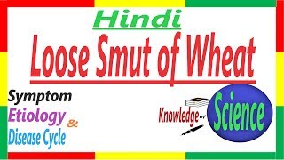 Loose Smut of Wheat  Plant Pathology  Ustilago tritici  Wheat  Hindi  PAC 4 [upl. by Chaffin]