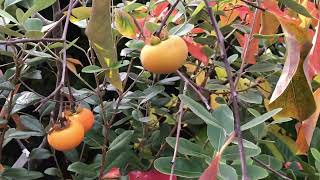 My first ever Russian Beauty persimmon fruits are ripening also know as Rosseyanka I believe [upl. by Aneleve]