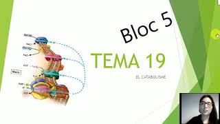 TEMA 18 Introducció al metabolisme i TEMA 19 Catabolisme [upl. by Hoppe]