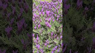 ハーブ フレンチラベンダーが開花した。 20240406 Herb French lavender Lavandula stoechas [upl. by Esra]