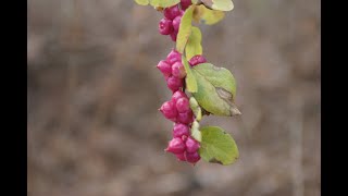 Coralberry Symphoricarpos orbiculatus [upl. by Dorolice]