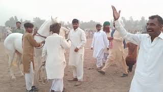 quotHorse Dance ki Behtareen Performancesquot [upl. by Chafee]