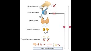 Mechanism of Action of Thyroid Hormone [upl. by Hannej888]