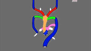 Aortic arches development [upl. by Namdor493]