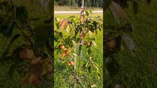 Persimmon Tree Is Almost Ready [upl. by Sinaj]