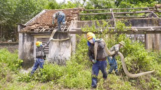 Terrible  Scared  A Giant Python Protected Abandoned House  Take it Out Of The Roof  Clean Up [upl. by Iadrahs180]