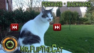 funny forward backward cat video [upl. by Mettah]