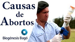 Causas de abortos en Bovinos Biogénesis Bagó [upl. by Olifoet]