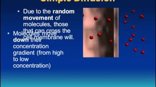 Transport Across Membranes IB Biology [upl. by Rhiamon]