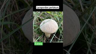 Lycoperdon PerlatumДождевик Жемчужный fungi mushroom 2024 foraging nature [upl. by Dranreb106]