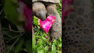 Tortoise ripping little bits from dragon fruit skin [upl. by Larina714]