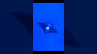 Manta Ray Spin Feeding manta marinelife shorts [upl. by Acey532]