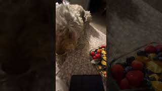 We share fruit 🍈🍓🫐 dog schnoodle dogsnacks [upl. by Branen]