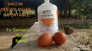 Importance du vaccin en Aviculture élevage poule pondeuse de la volailles [upl. by Korff]