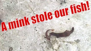 A mink stole our fish [upl. by Alinna621]