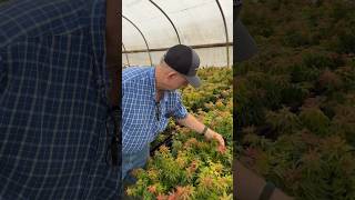 Dad checking out the Mikawa yatsubusa seedlings at Buchholz Nursery MrMaplecom Japanese Maples [upl. by Anahsed]