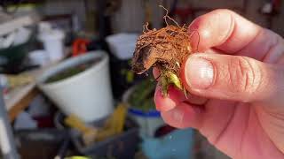 Prepping Anemones Crocosmia amp Acidenthera for Winter Storage [upl. by Abad]