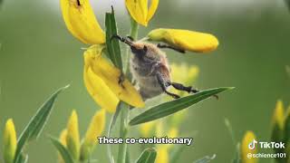 Evolution of Plant Pollination Syndromes [upl. by Enirehtahc]