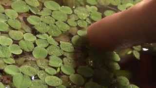 Aquarium Plant Overview Salvinia [upl. by Frank]