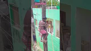 Coconut tree cuttingtreecuttingAnandpart1 [upl. by Tybie20]