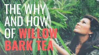 The Fastest Pain Relief in the Wild  How to Make and Use Willow Bark Tea [upl. by Anatolio]