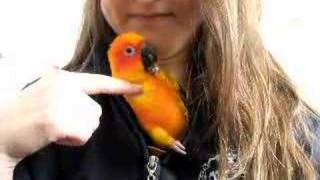 Atesh the Sun Conure talking [upl. by Etka]