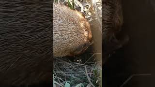 Exclusive Footage Skylark Familys Brave Stand Against Mongoose Ambush [upl. by Kneeland]